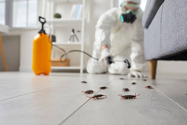 Post-Treatment Bed Bug Interceptor Monitoring in Northlakes